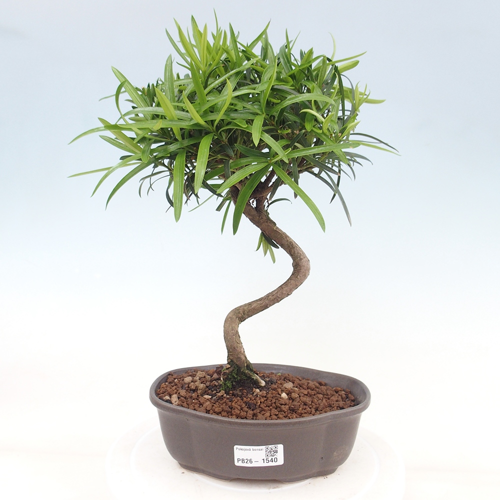 Kamerbonsai - Podocarpus - Taxus
