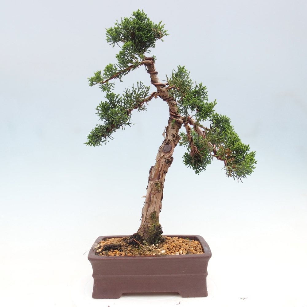 Bonsai voor buiten - Juniperus chinensis Kishu