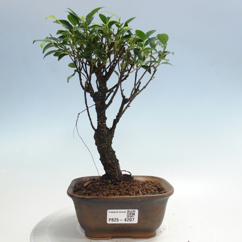 Kamerbonsai - Ficus retusa - kleinbladige ficus