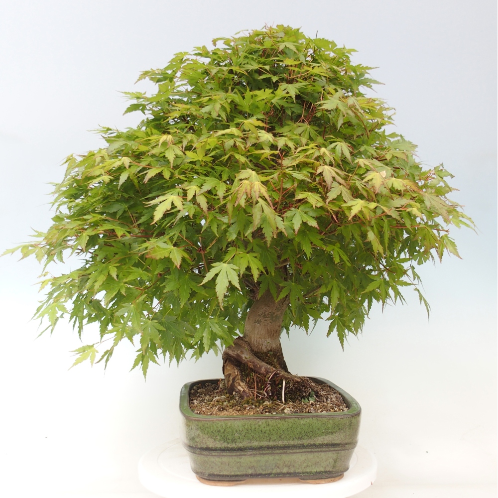 Bonsai voor buiten - Acer palmatum - ALLEEN palletvoorbereiding