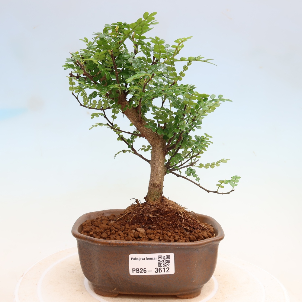 Kamerbonsai - Zantoxylum piperitum - peperboom