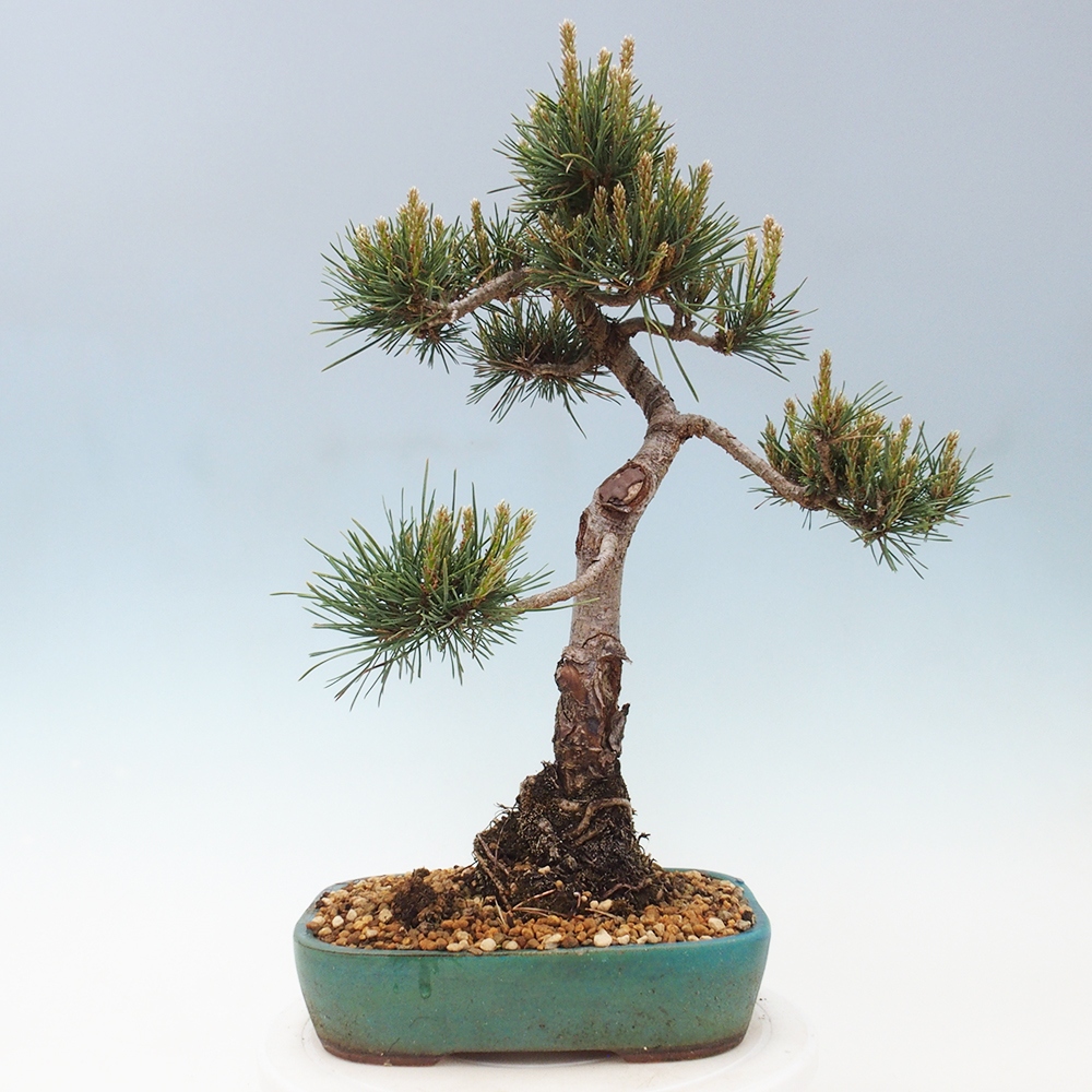 Bonsai voor buiten - Pinus Sylvestris Watererri - grove den