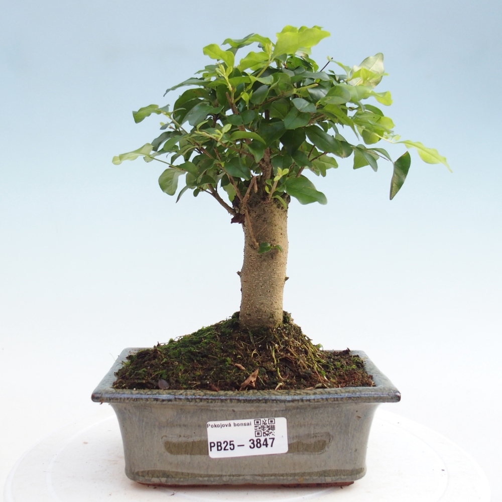 Kamerbonsai -Ligustrum chinensis - Vogelsnavel