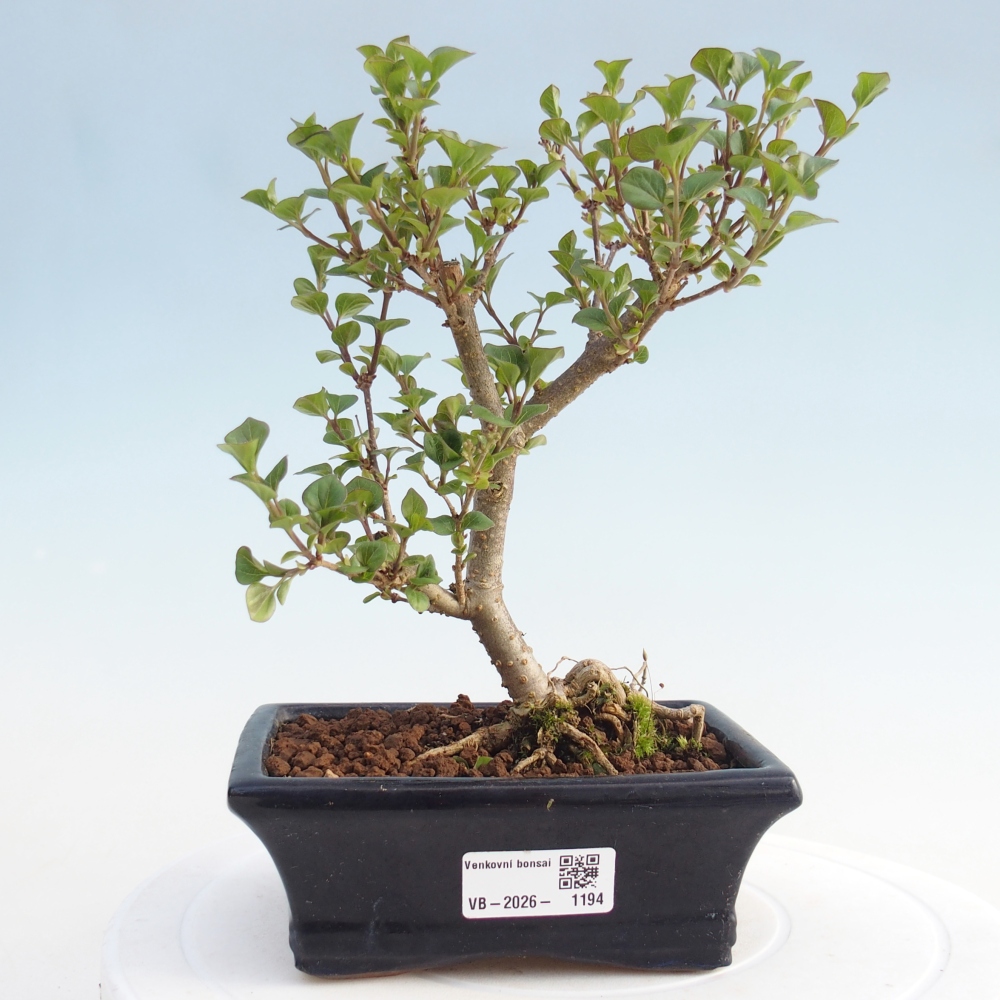 Bonsai voor buiten - Syringa Meyeri Palibin - Meyersering