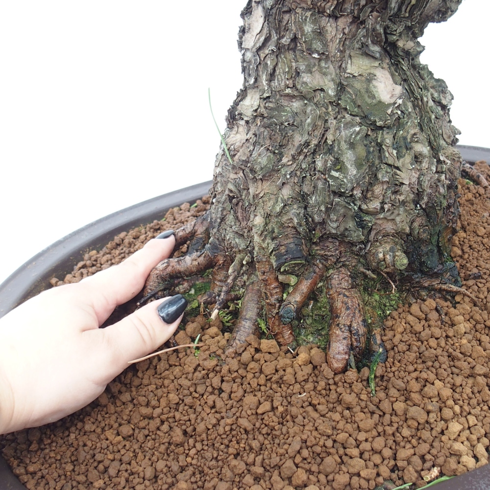 Bonsai voor buiten - Pinus thunbergii - Thunberg den