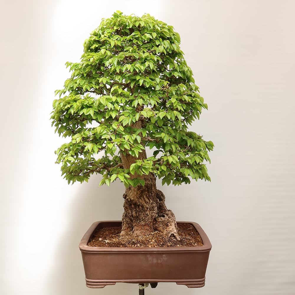 Bonsai voor buiten -Carpinus Coreana - Koreaanse haagbeuk
