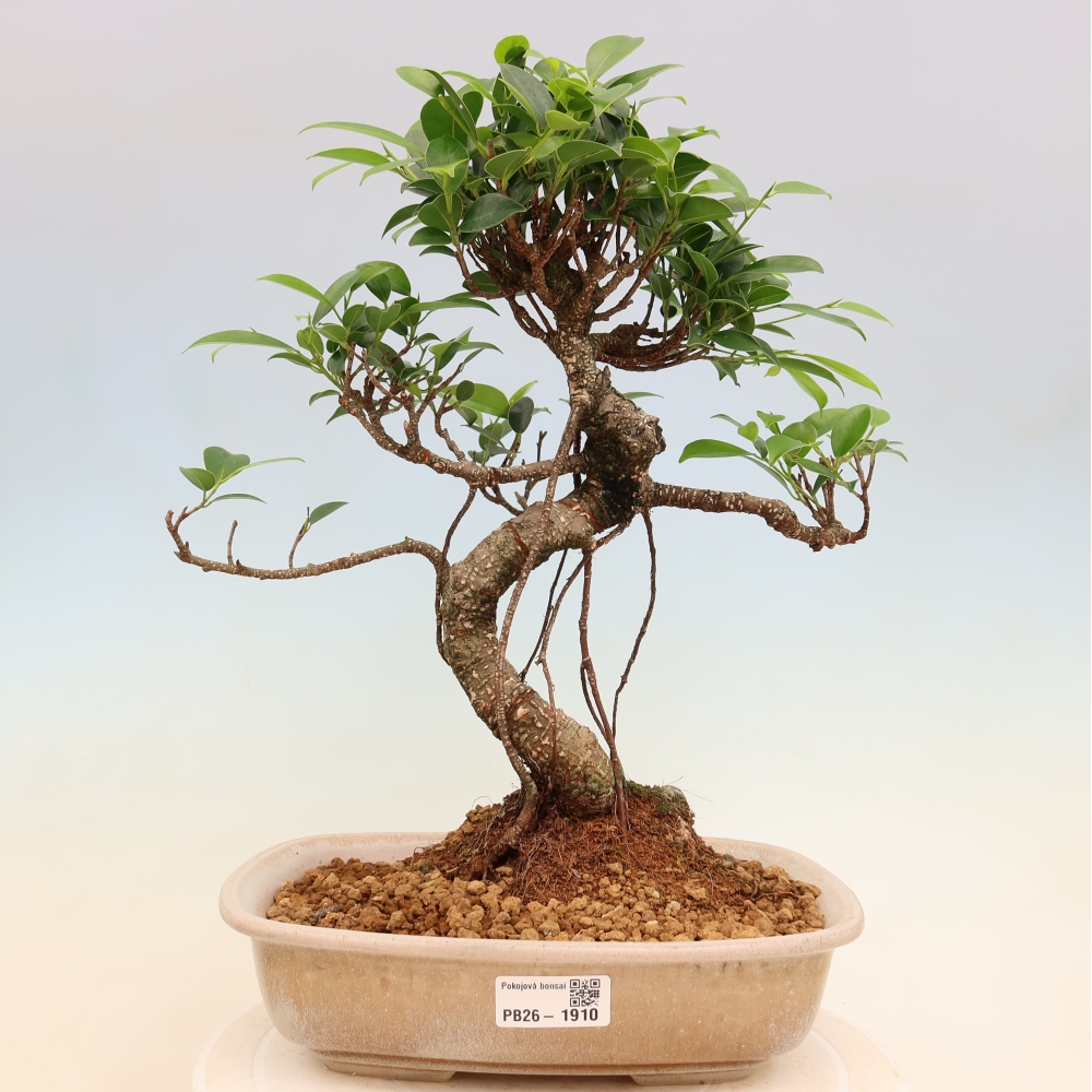 Kamerbonsai - Ficus kimmen - kleinbladige ficus