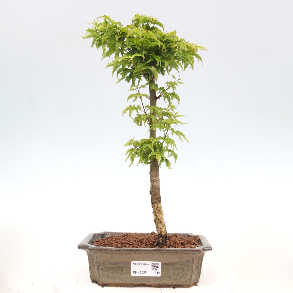 Bonsai voor buiten -Javor palm Acer palmatum Shishigashira
