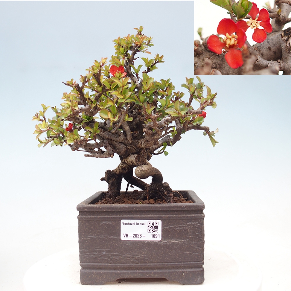 Bonsai voor buiten - Chaneomeles speciosa - Kweepeer