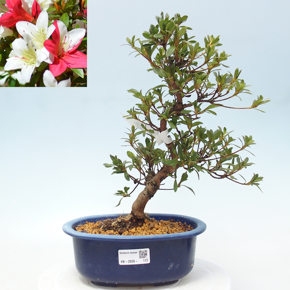 Bonsai voor buiten - Japanse azalea - Azalea CHIHIRO