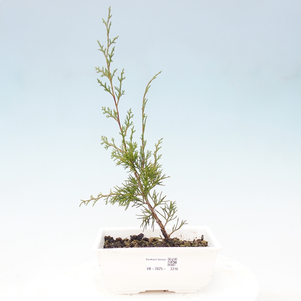 Bonsai voor buiten - Juniperus chinensis Itoigawa