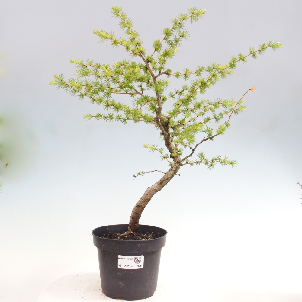 Bonsai voor buiten -Larix decidua - Lariks