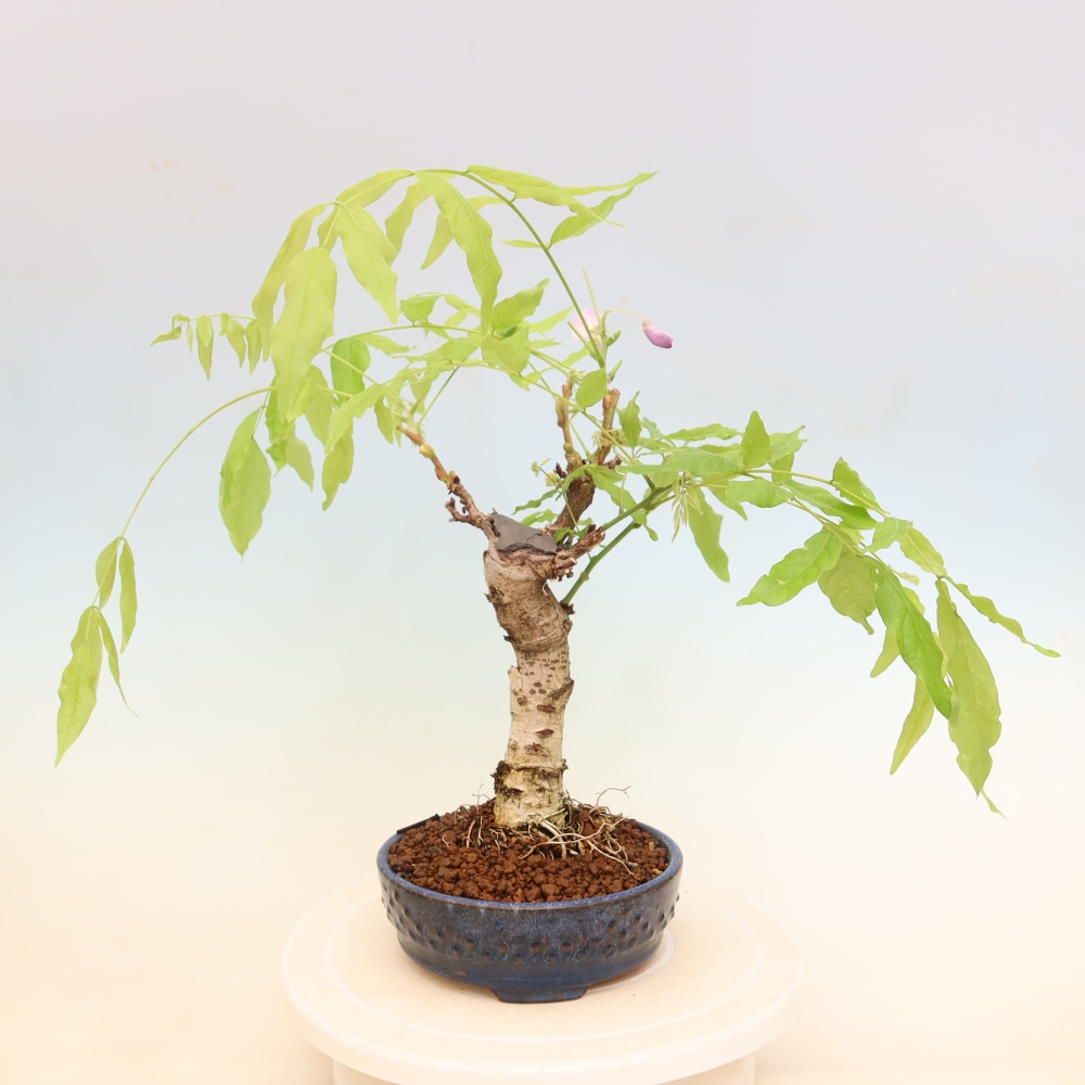 Bonsai voor buiten - Wisteria floribunda
