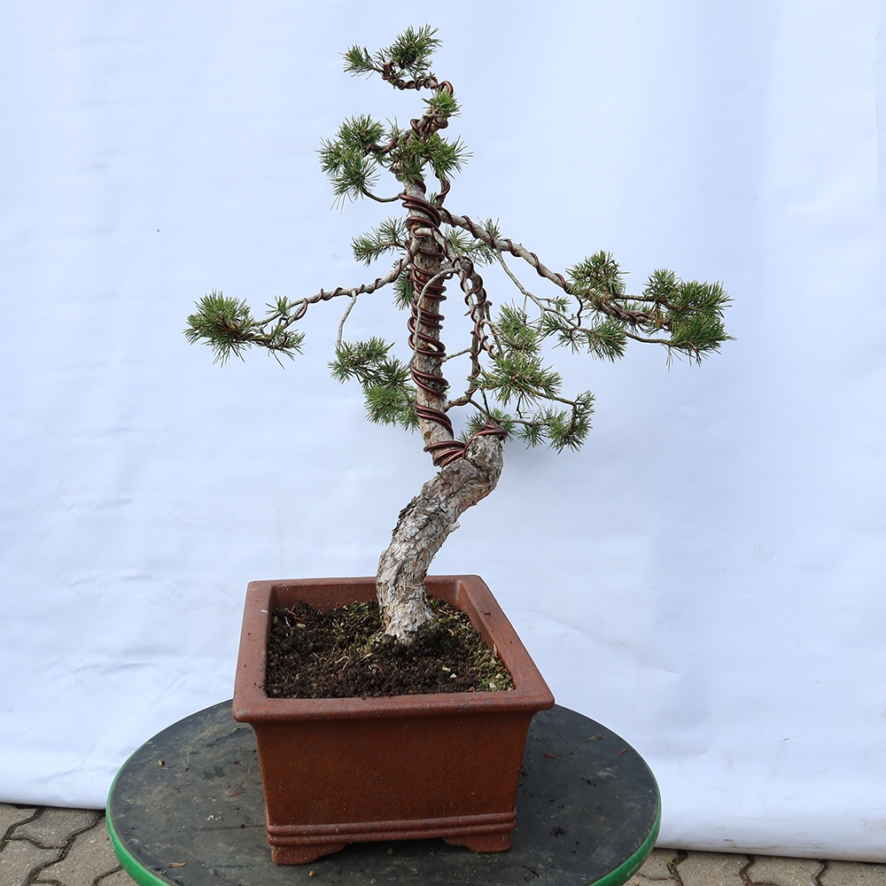 Pinus sylvestris Spanje - grove den