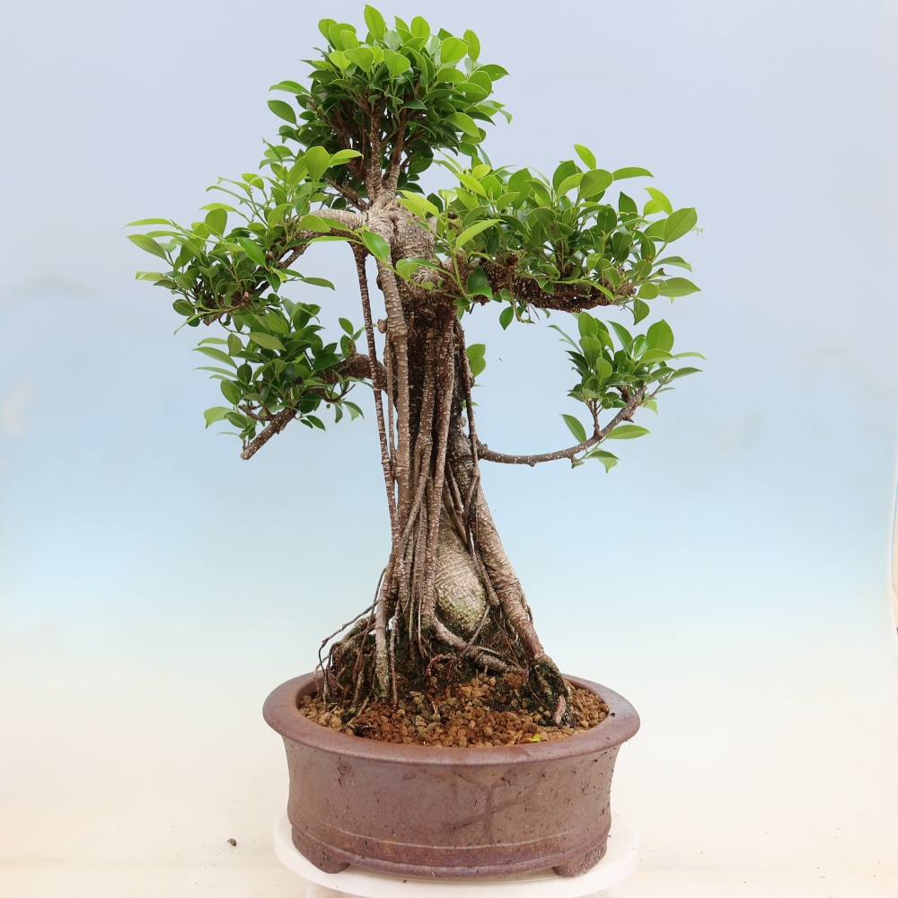 Kamerbonsai - Ficus kimmen - kleinbladige ficus