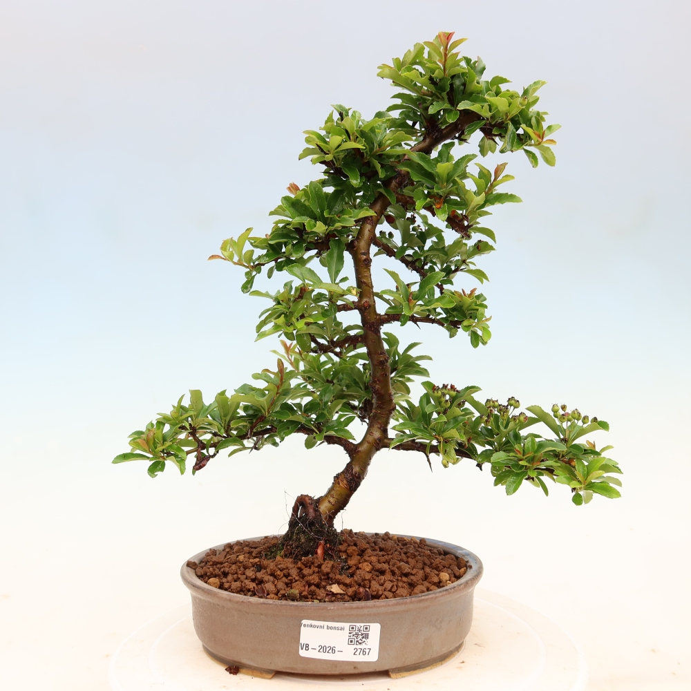 Buitenbonsai - Pyracantha teton - Vuurdoorn
