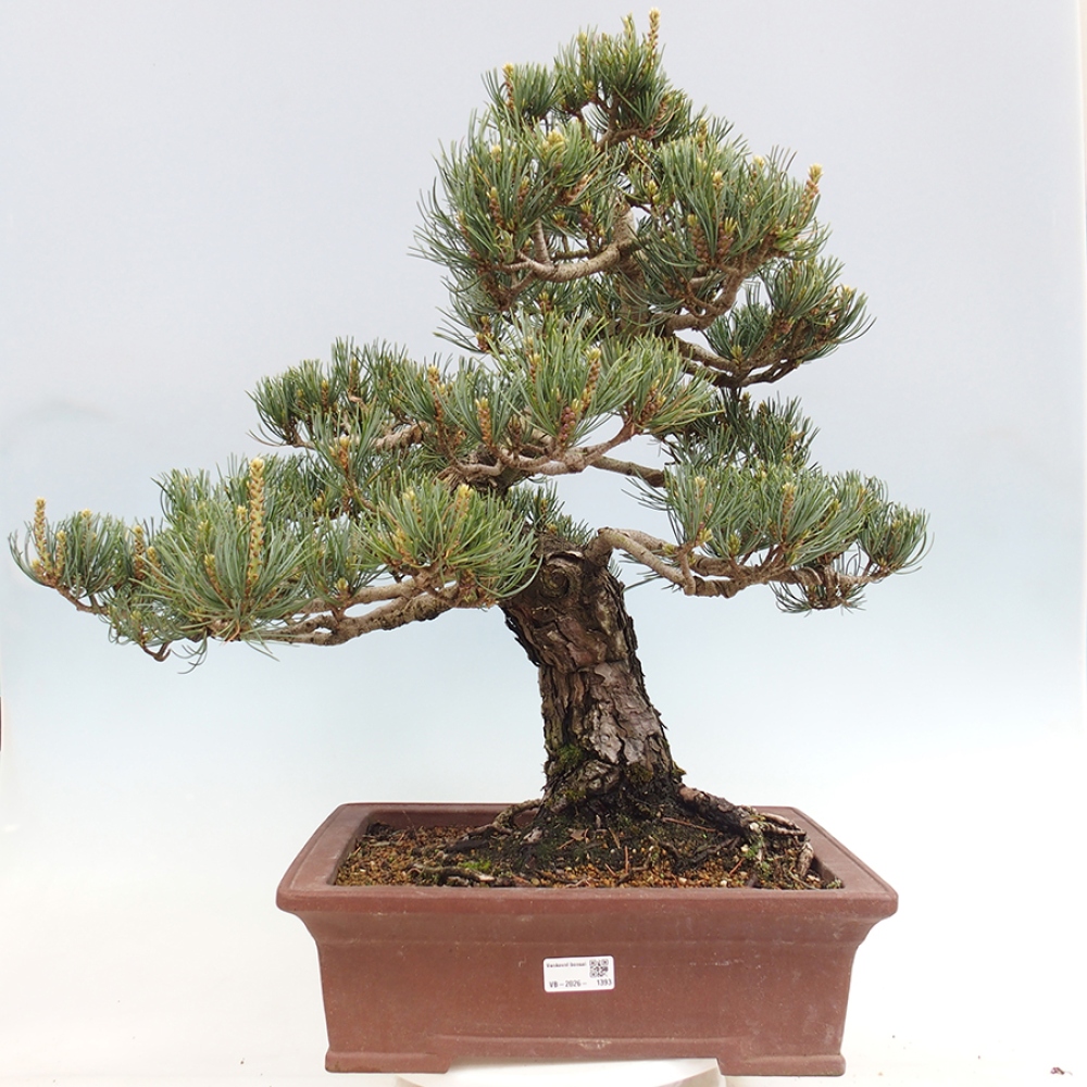 Bonsai voor buiten - Pinus parviflora - Pinus parviflora