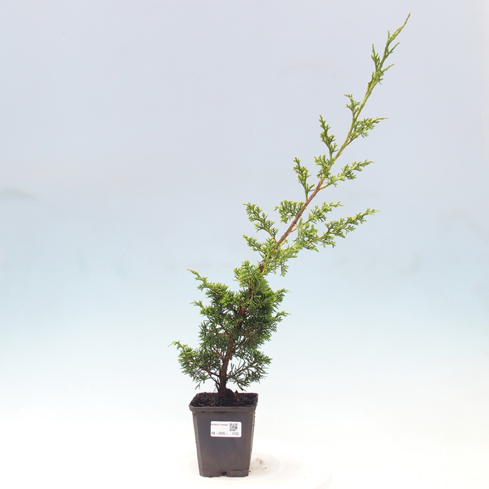 Bonsai voor buiten - Juniperus chinensis Itoigawa