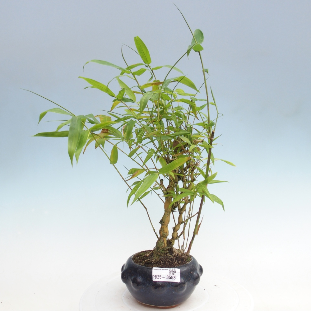 Kamerbonsai - Bamboe budha-Bamboe budha buik