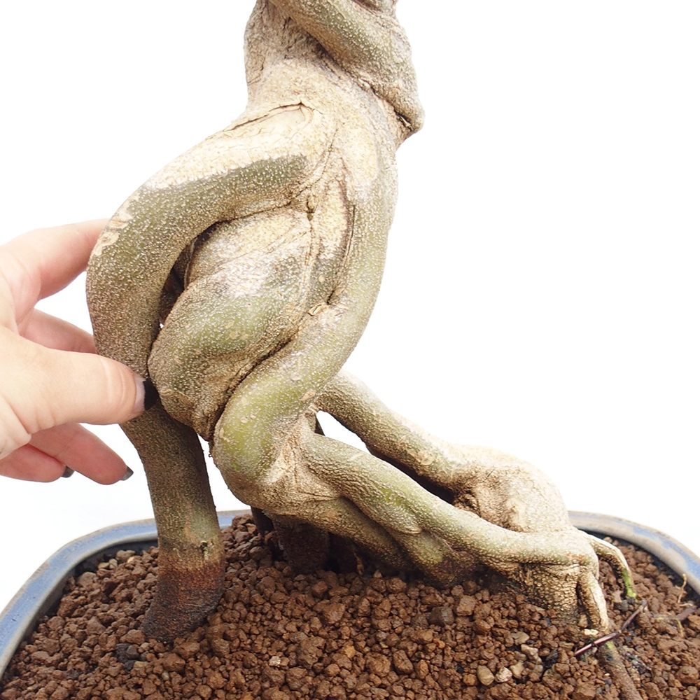 Bonsai voor buiten - Acer Buergerianum - Burgeresdoorn