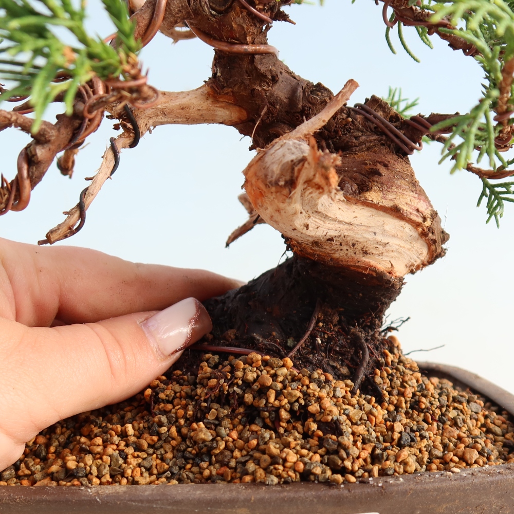 Bonsai voor buiten - Juniperus chinensis Itoigawa