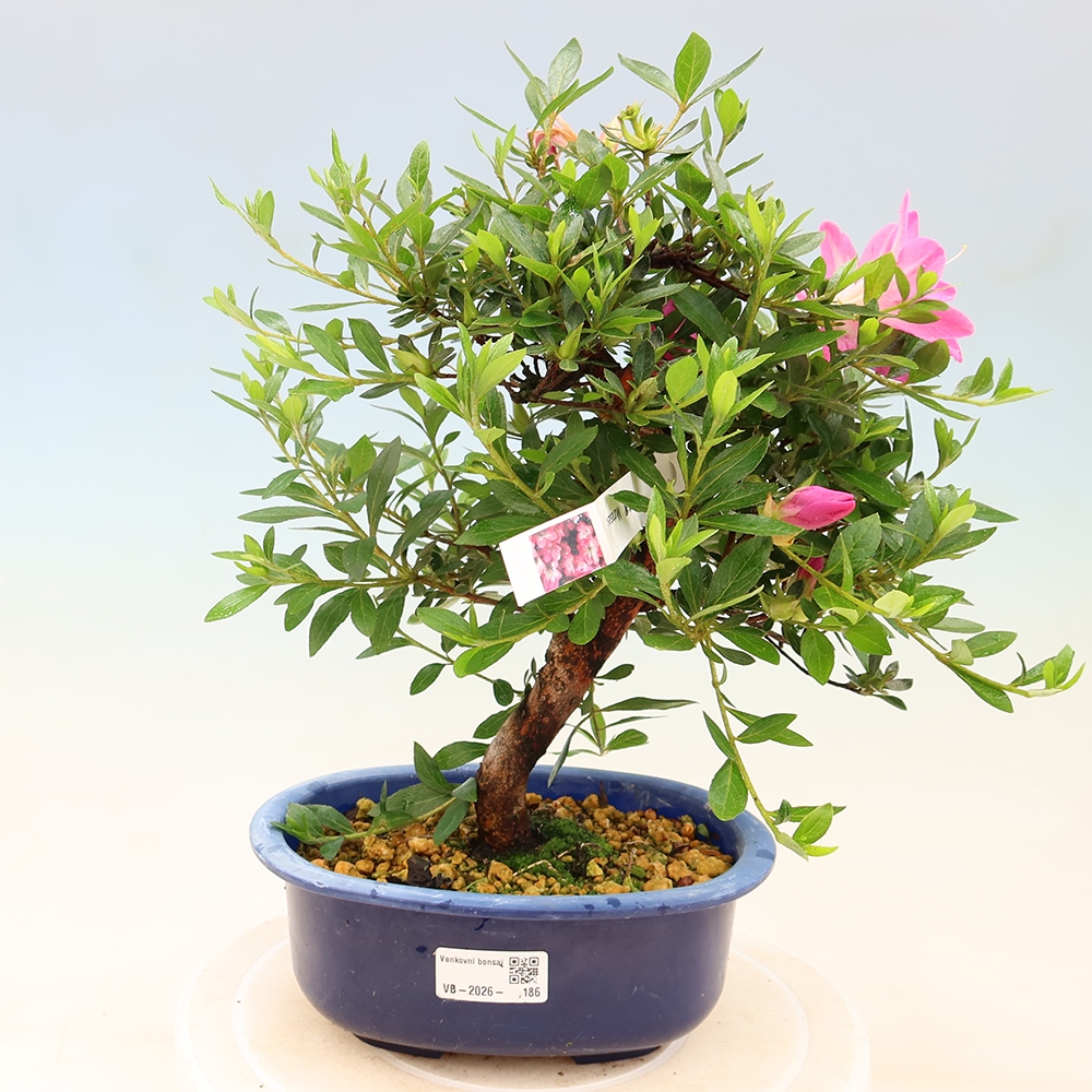 Bonsai voor buiten - Japanse Azalea - Azalea Yoko