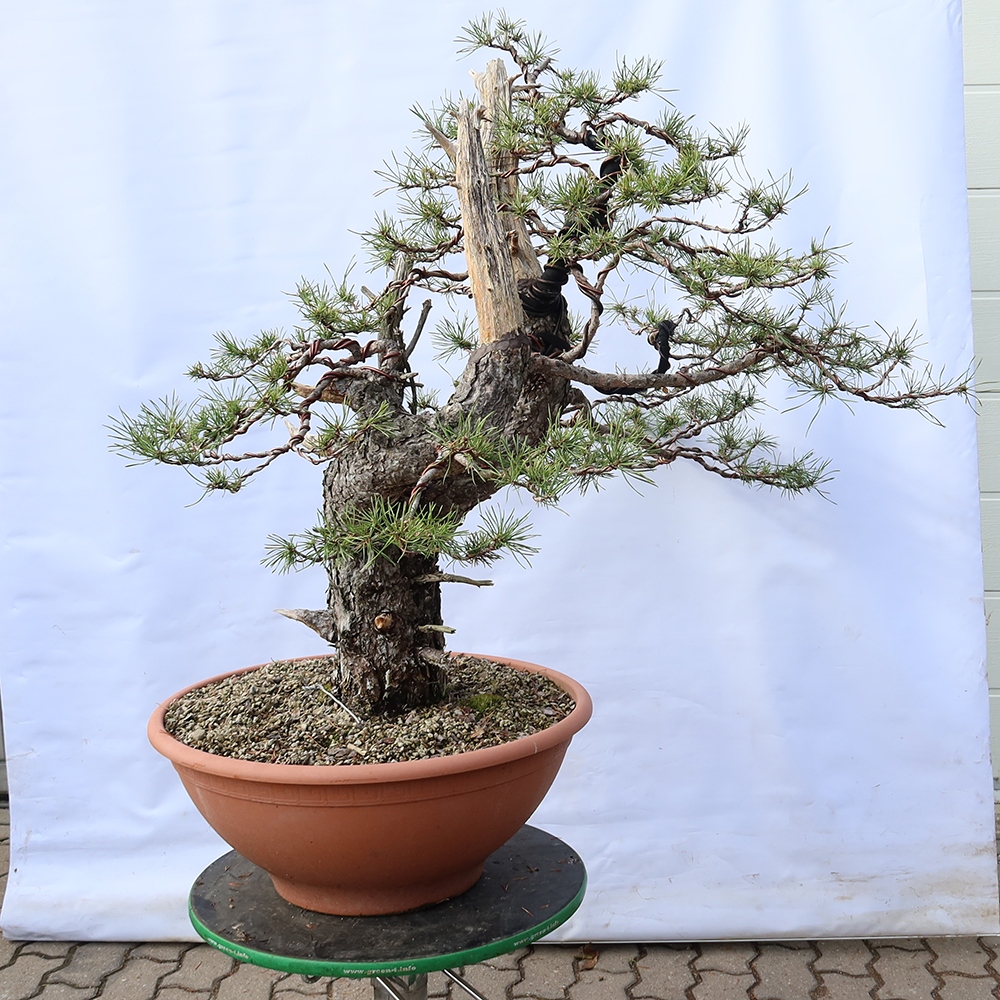 Pinus sylvestris Spanje - grove den