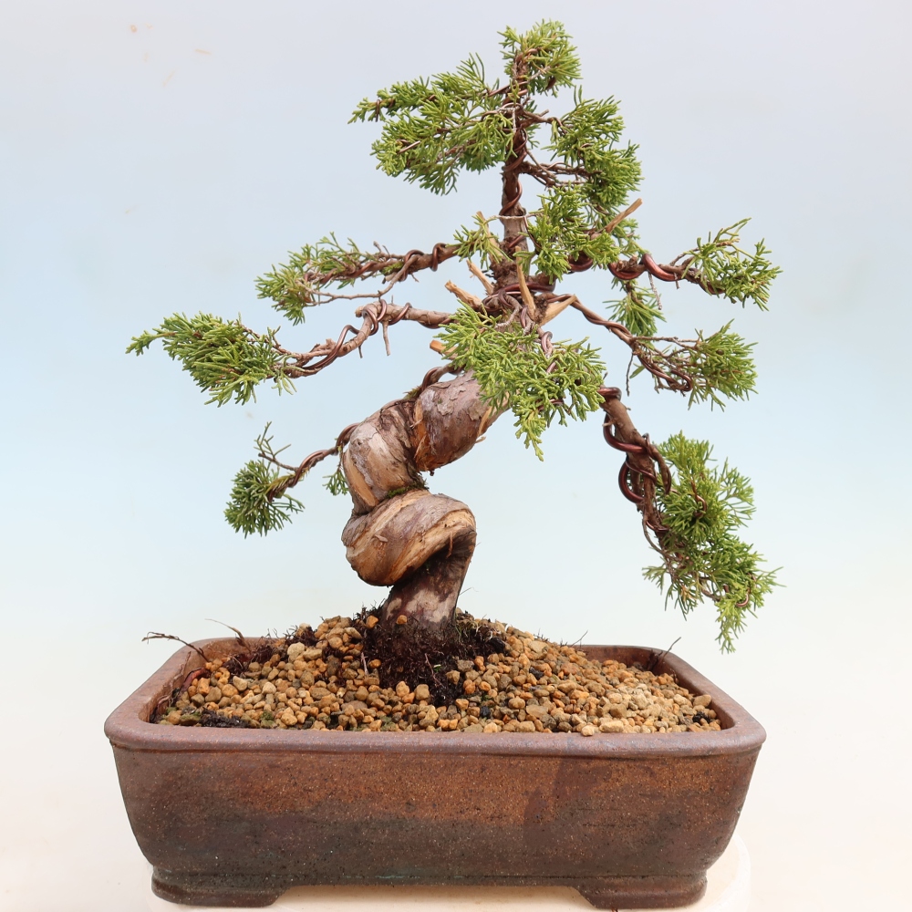Bonsai voor buiten - Juniperus chinensis Itoigawa-Juniperus chinensis