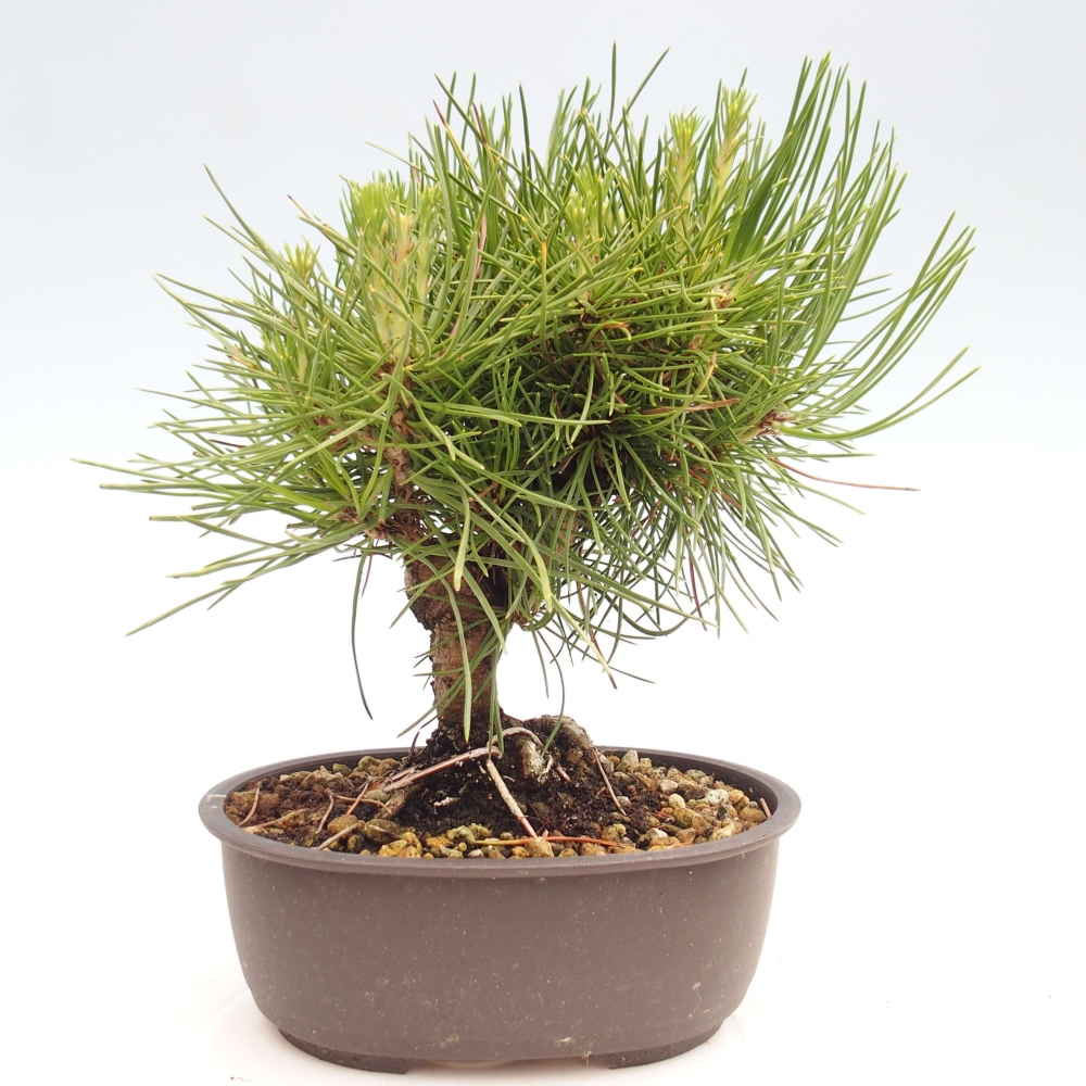 Bonsai voor buiten - Pinus thunbergii - Thunberg den