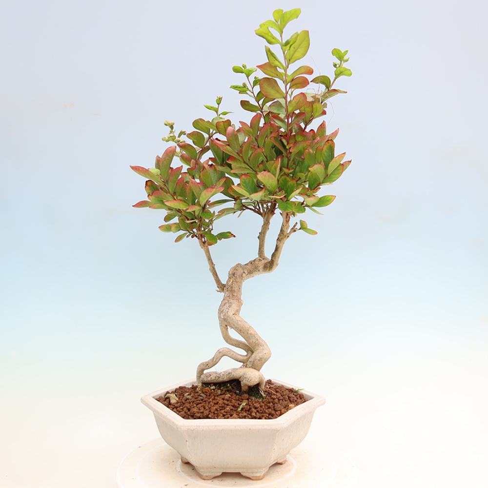 Kamerbonsai - Lagerstroemia indica - Indische seringenboom