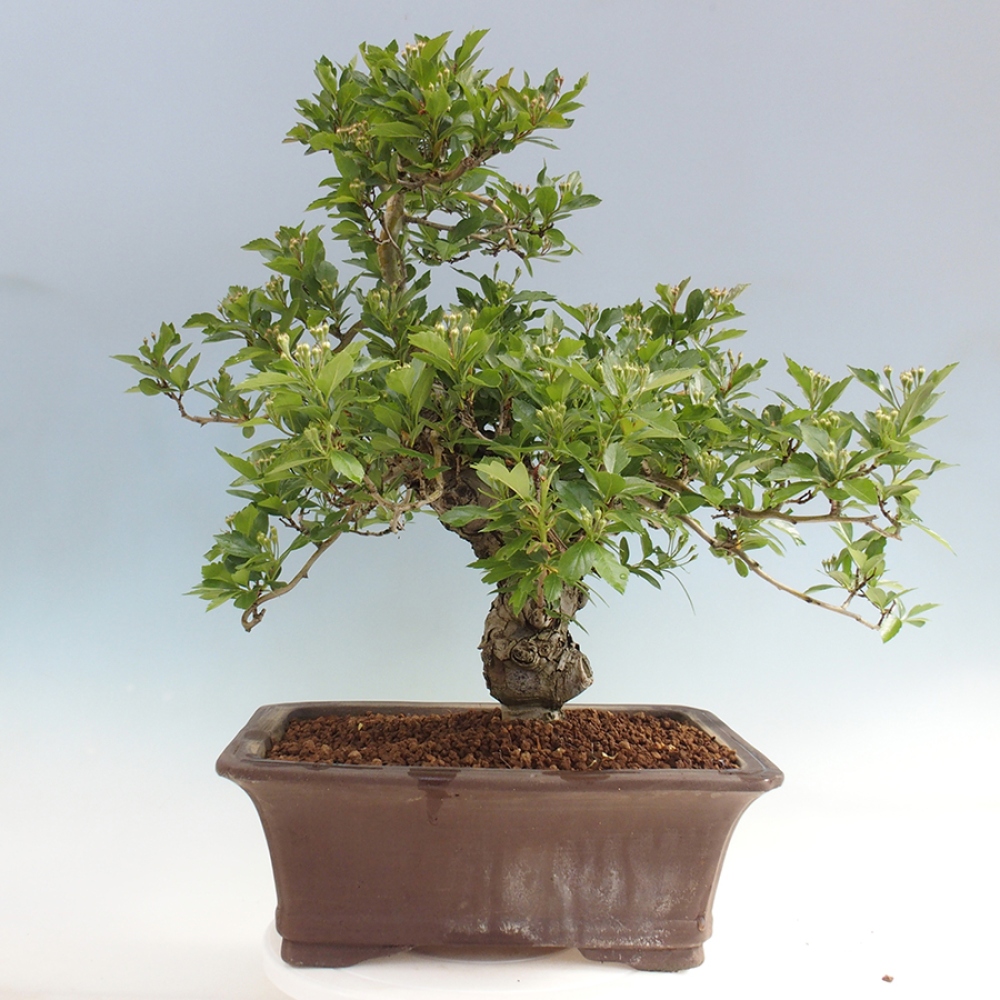 Bonsai voor buiten - Meidoorn - Crataegus cuneata
