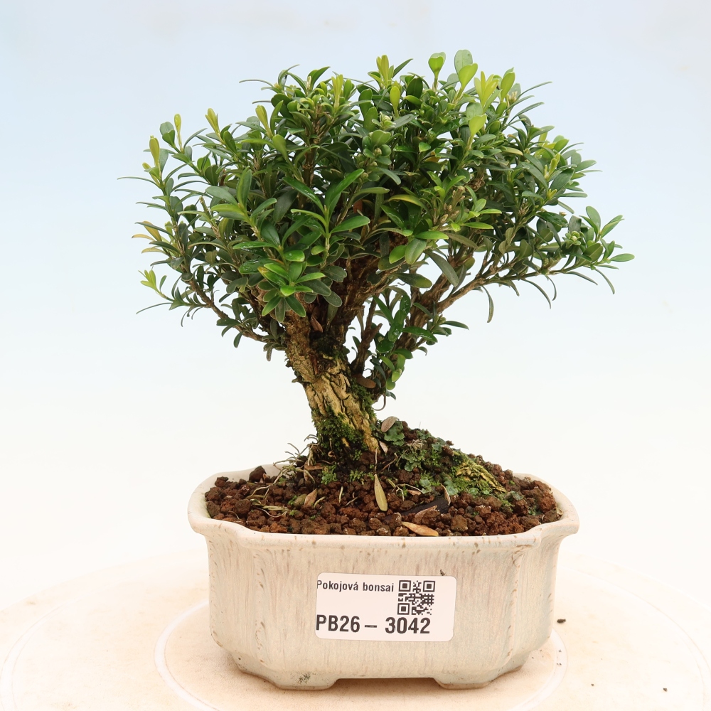 Kamerbonsai - Buxus harlandii - kurk buxus