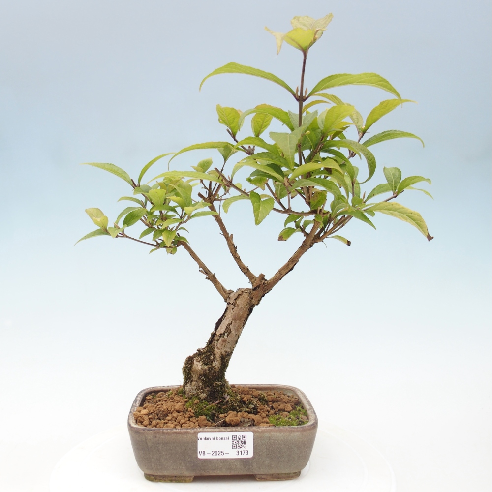Bonsai voor buiten - Callicarpa japonica