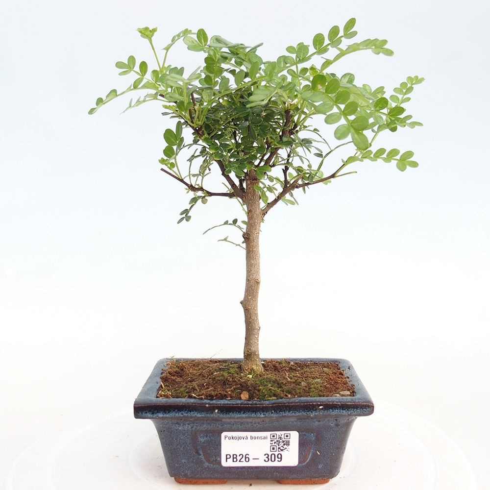 Kamerbonsai - Zantoxylum piperitum - peperboom