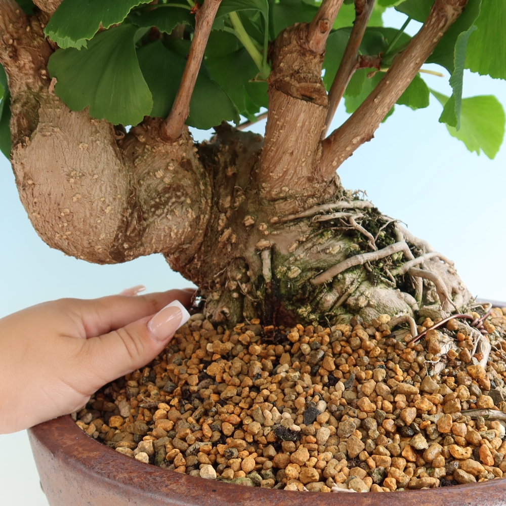 Bonsai voor buiten - Ginkgo biloba