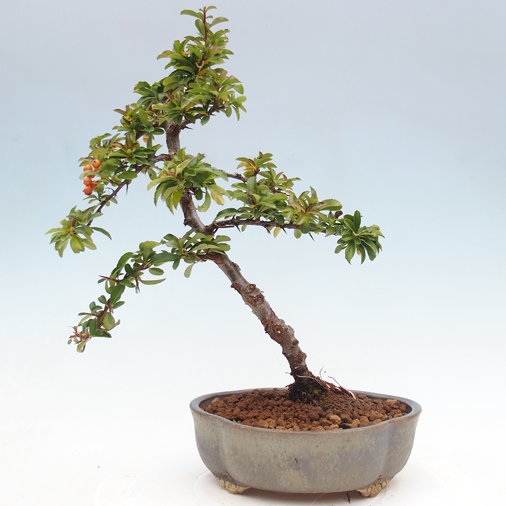 Bonsai-Pyracantha Teton voor buiten -Hlox