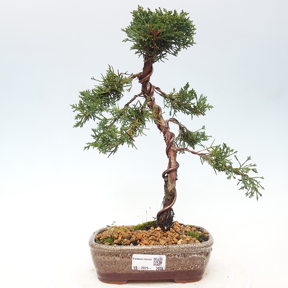 Bonsai voor buiten - Juniperus chinensis Kishu