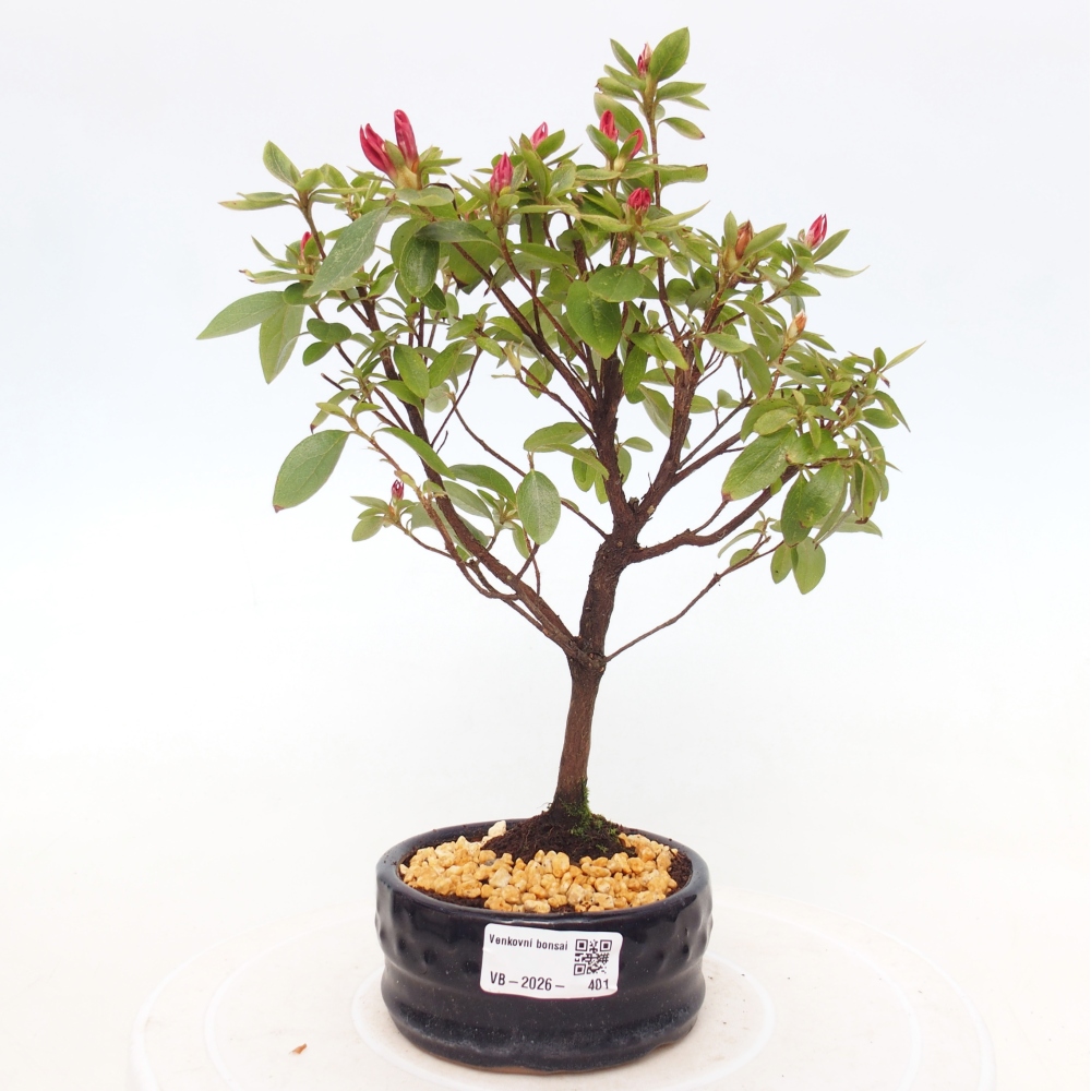 Bonsai voor buiten - Japanse azalea - Azalea sp.
