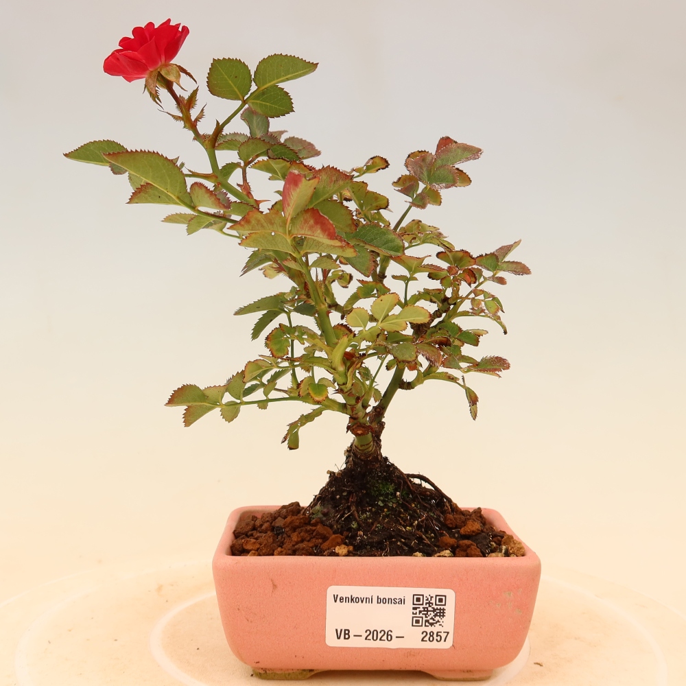 Bonsai voor buiten - Rosa Kordes - roos