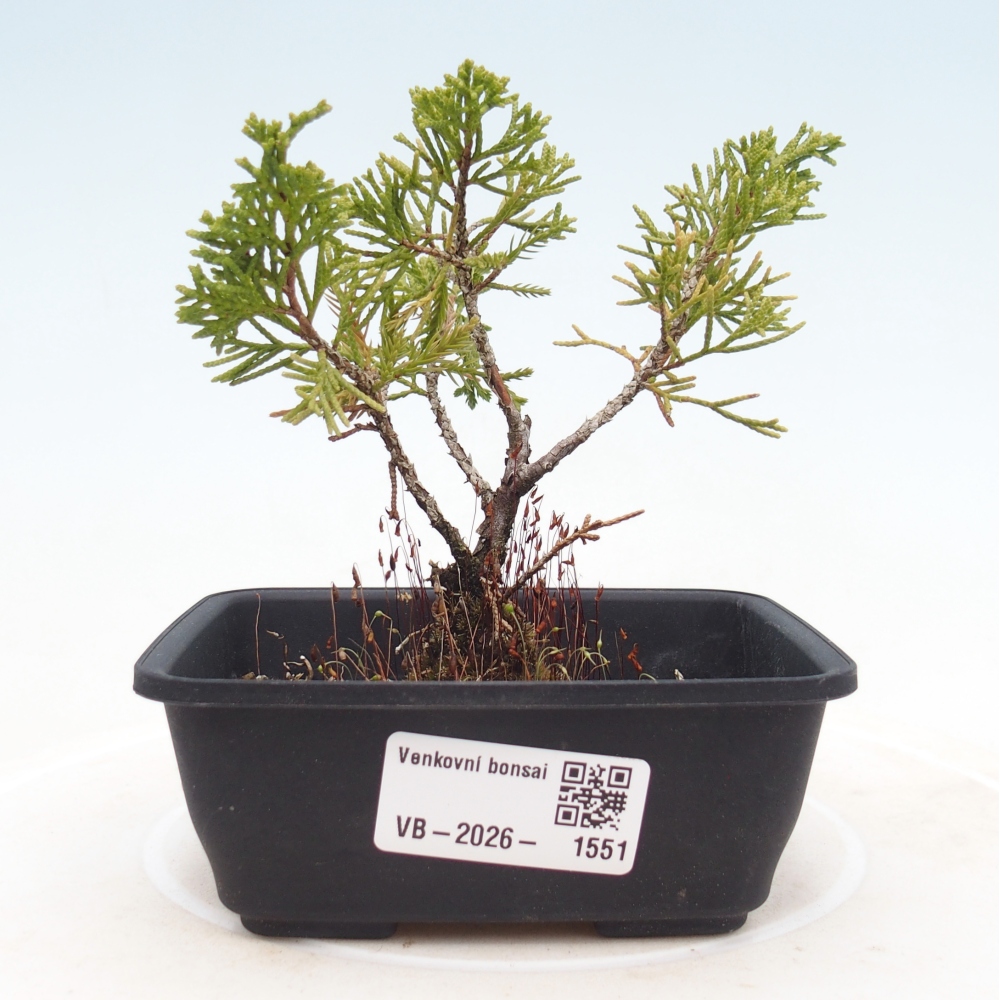 Bonsai voor buiten - Juniperus chinensis Itoigawa