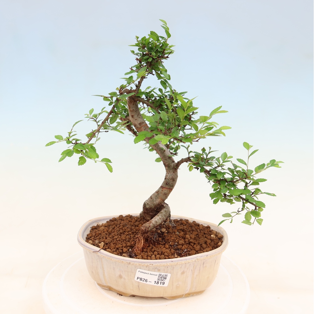 Kamerbonsai - Ulmus parvifolia - Winteriep