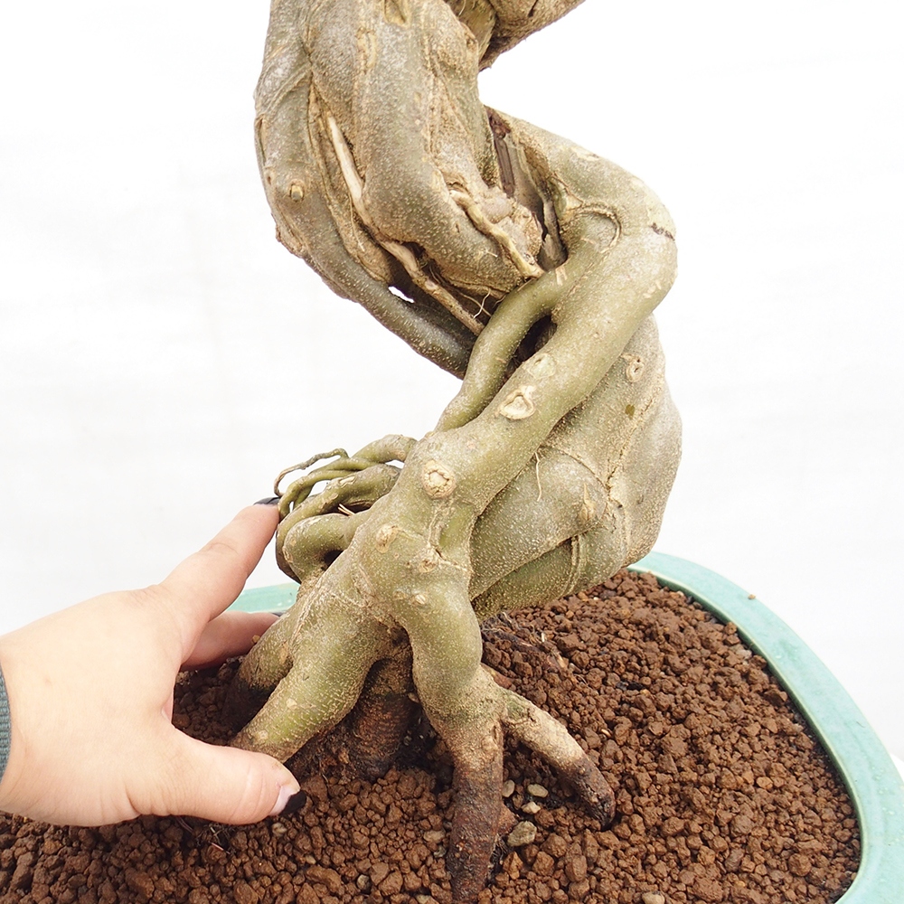 Bonsai voor buiten - Acer Buergerianum - Burgeresdoorn