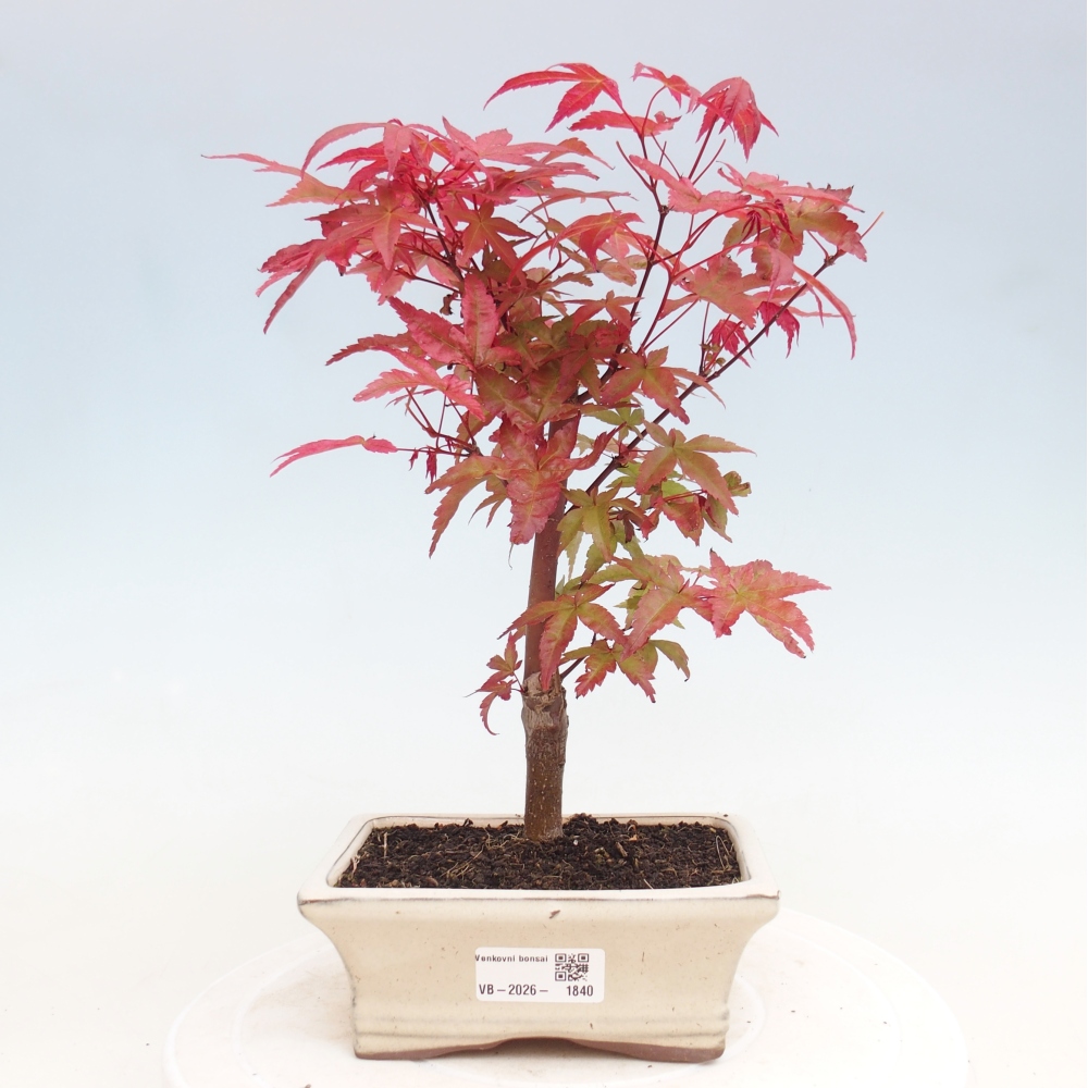 Bonsai voor buiten - Acer palmatum DESHOJO