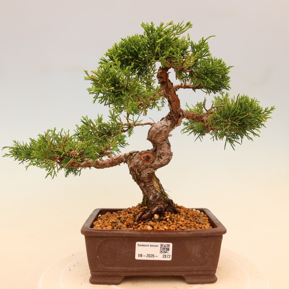 Bonsai voor buiten - Juniperus chinensis Itoigawa