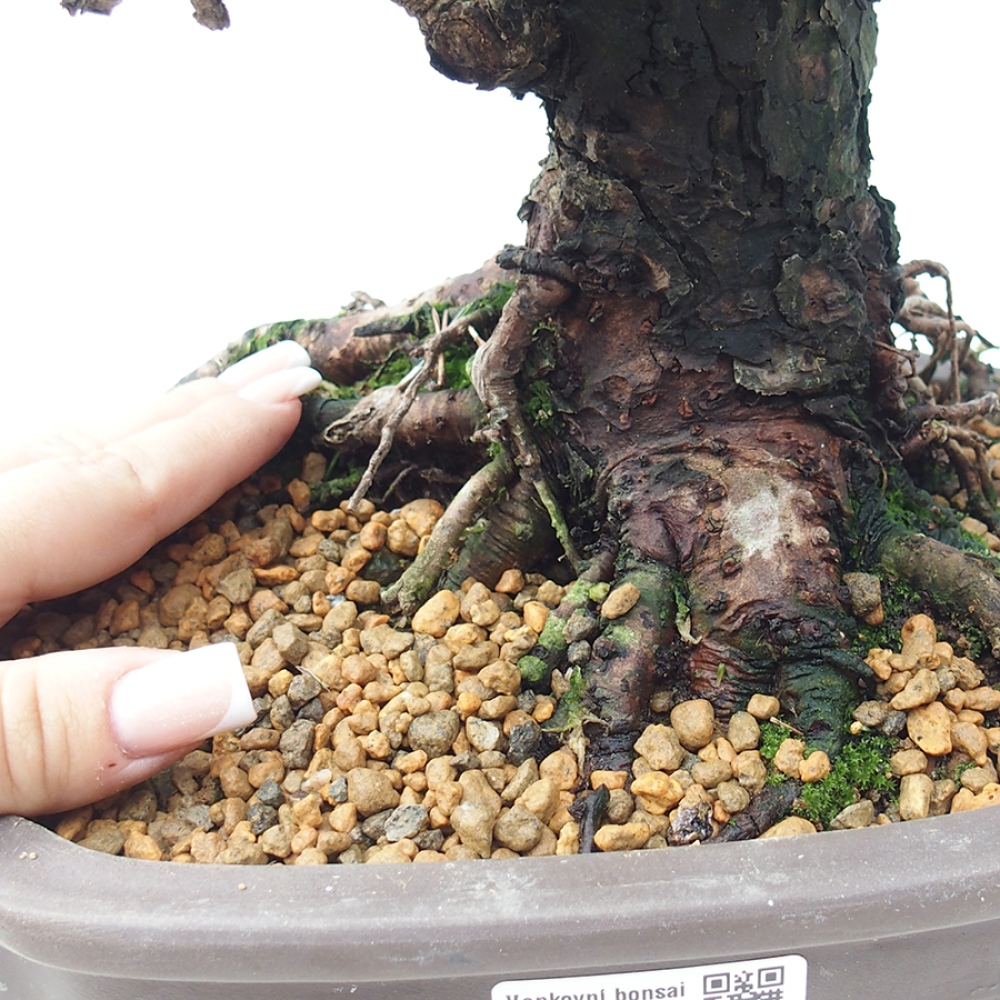 Bonsai voor buiten - Pinus thunbergii Kotobuki - Thunberg den