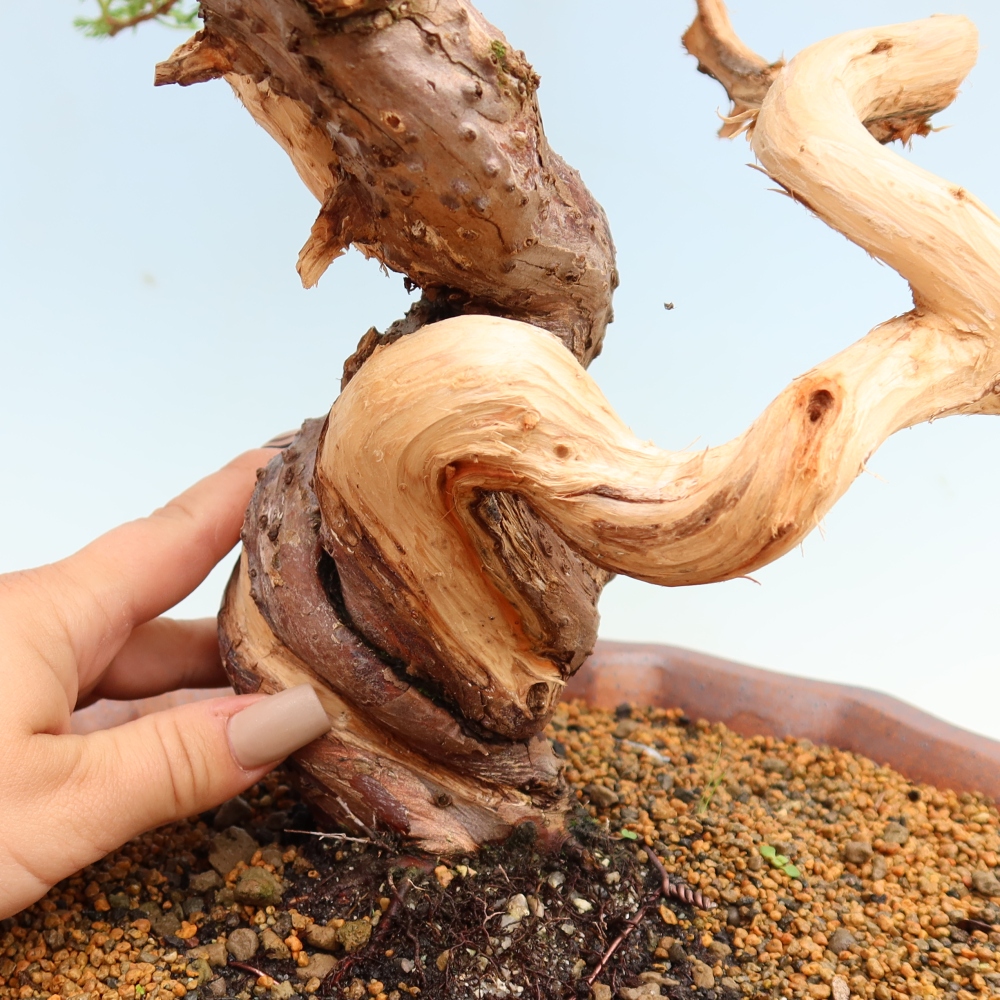Bonsai voor buiten - Juniperus chinensis Itoigawa-Juniperus chinensis