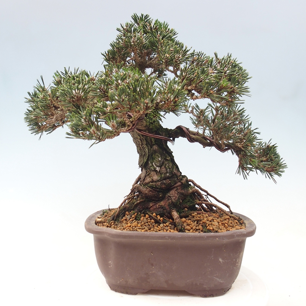 Bonsai voor buiten - Pinus thunbergii Kotobuki - Thunberg den