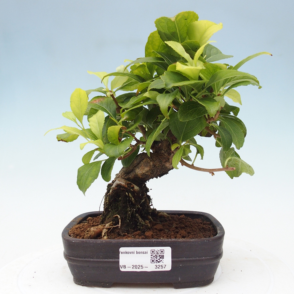 Bonsai voor buiten - Celastrus orbiculatus