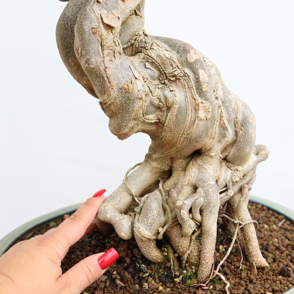 Bonsai voor buiten - Esdoorn Burger - Acer Burgerianum