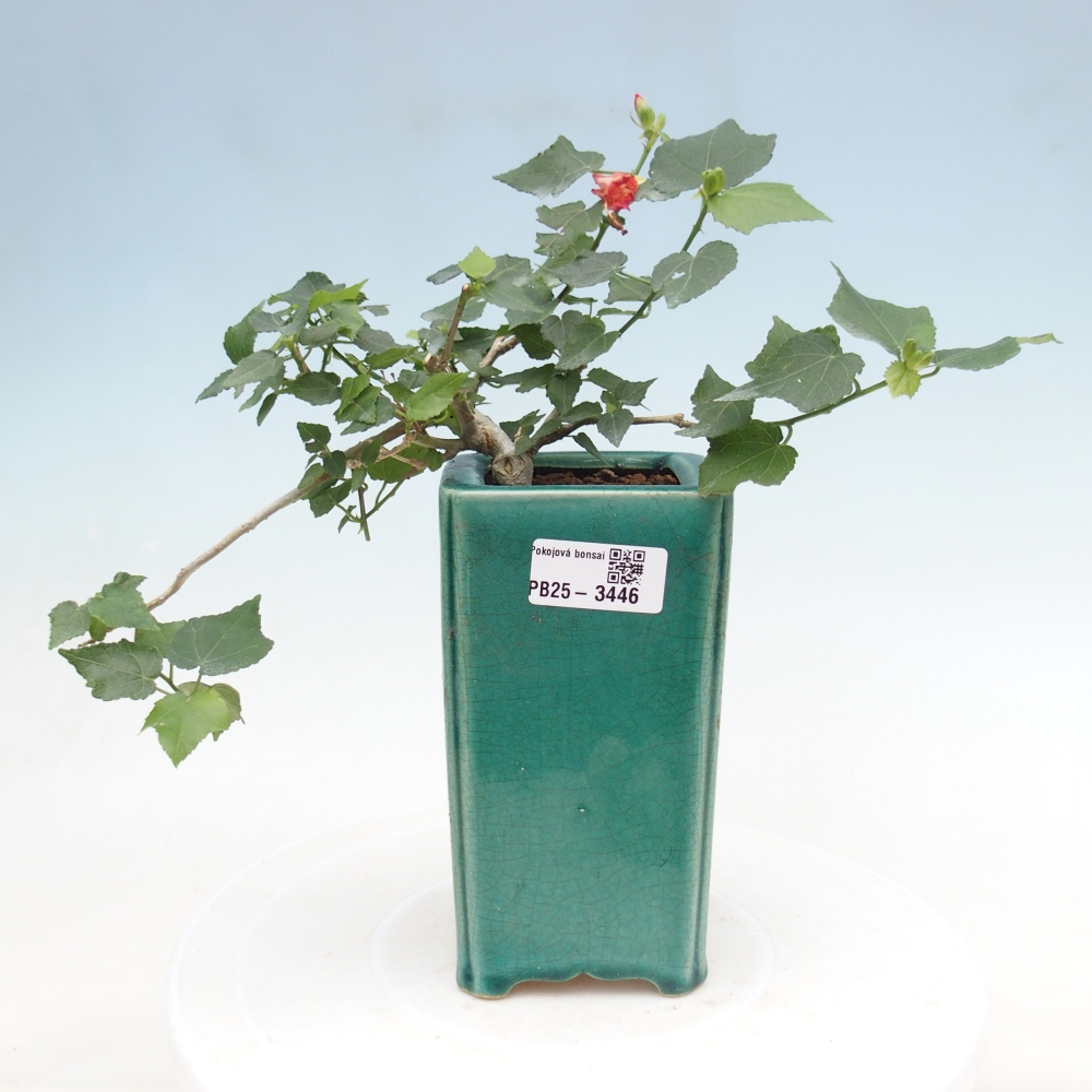 Bonsai voor binnen - Malvaviscus arboreus